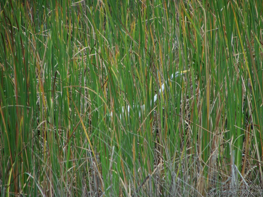 070203 Everglades Deep Lake Hike 005 HIDDEN TREASURE