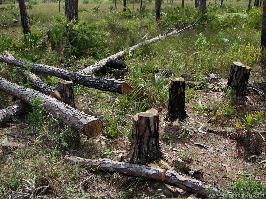 070303 Everglades Panther Refuge 004